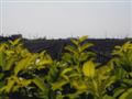 The cabbage fields